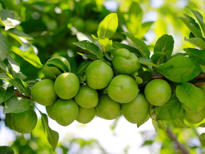 Growing Kakadu Plums at Francis Offutt blog