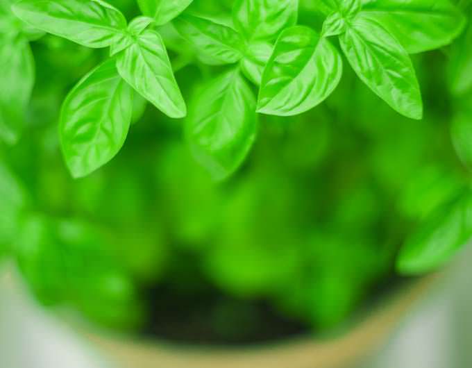 Best Tips For Growing Basil On Your Window Ledge TheCookful