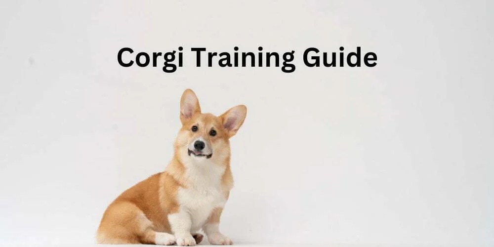 Training Guide How To Train Your