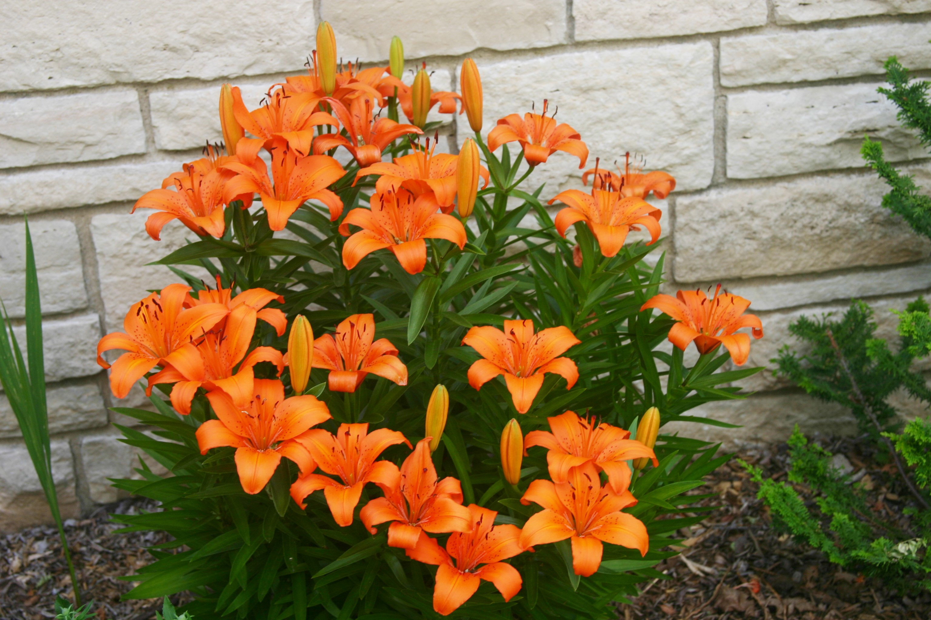 Lilies Belong in Every Garden The Cottage Gardener