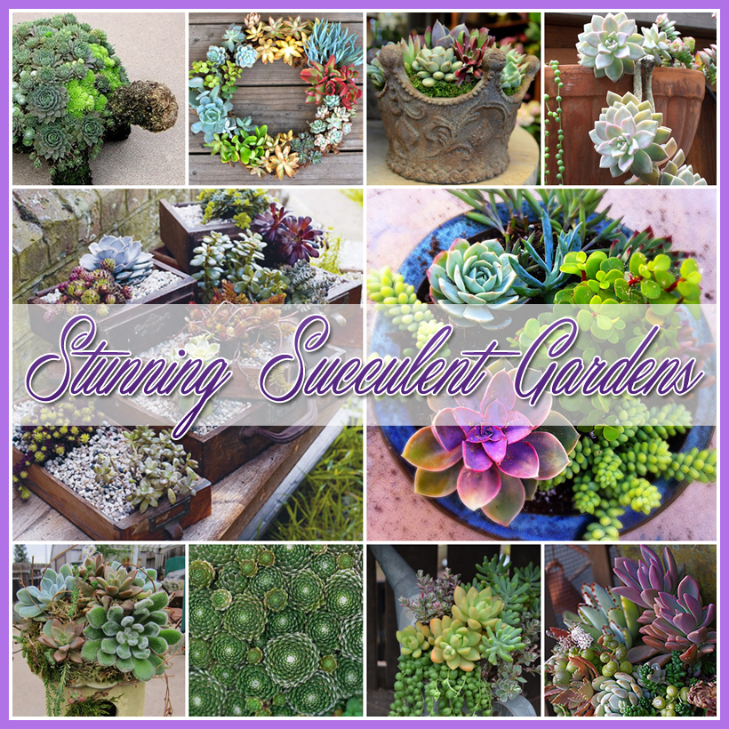 Stunning Succulent Gardens
