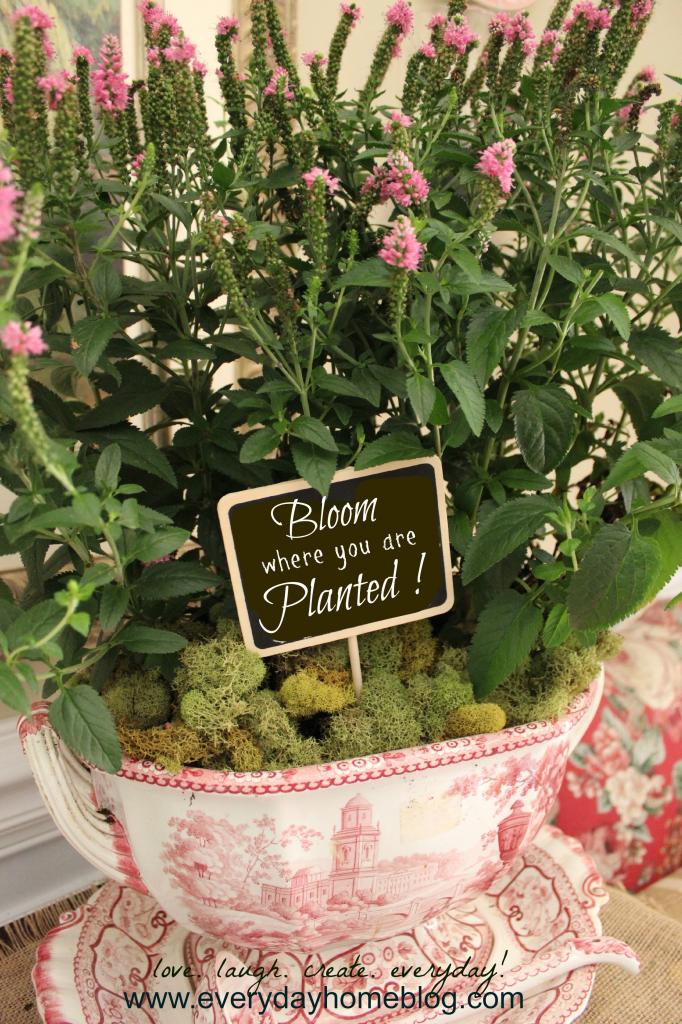 1herbplanted