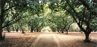 Orchard