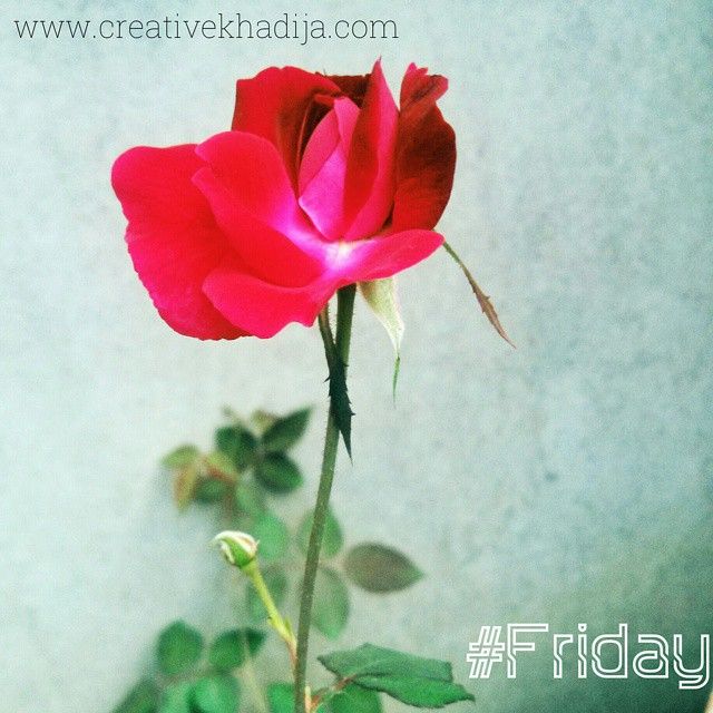 rose