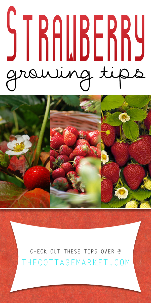 strawberryTOWER