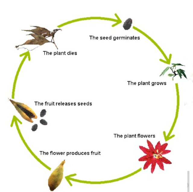 Plant-Life-Cycle
