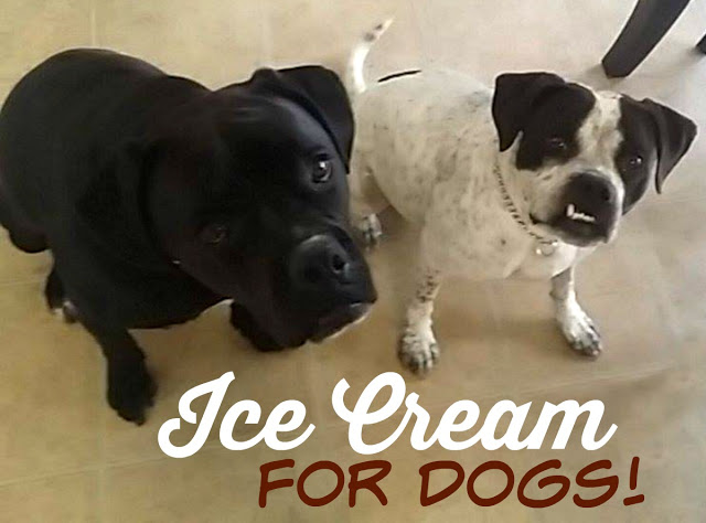 dogs2