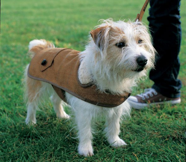 DIYPetGift6