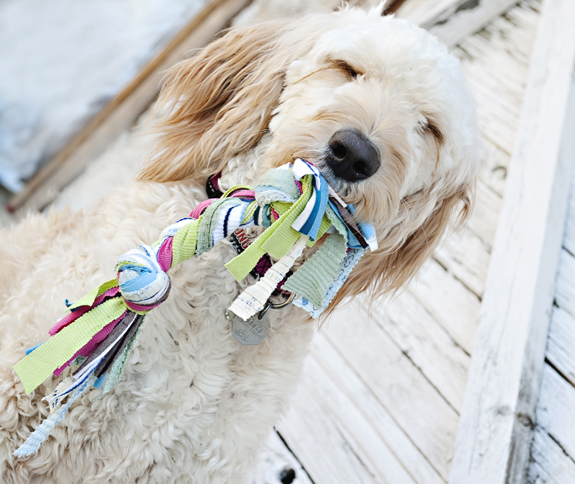 DIYPetGift8