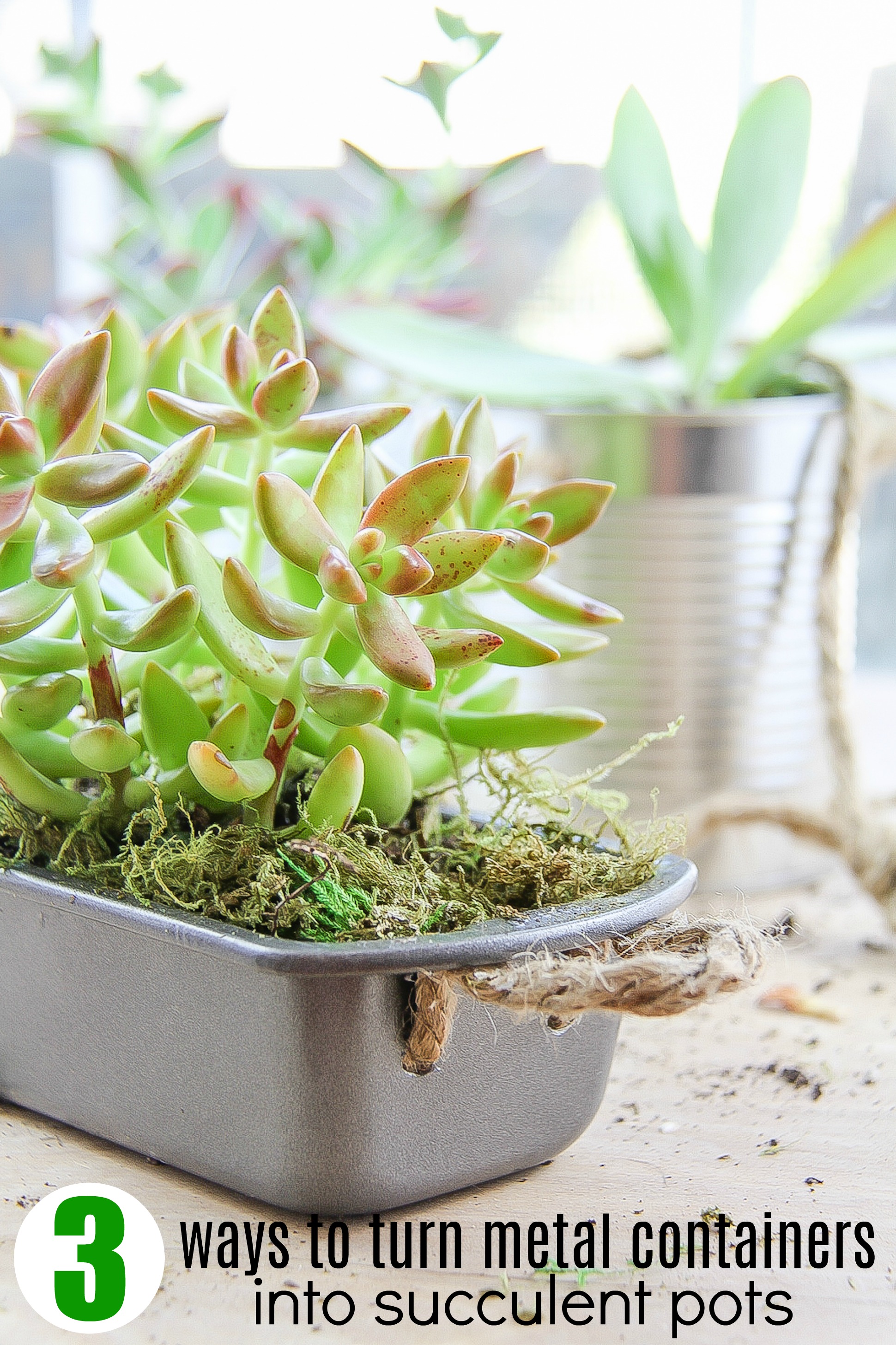 These metal bread pans make perfect succulent pots.