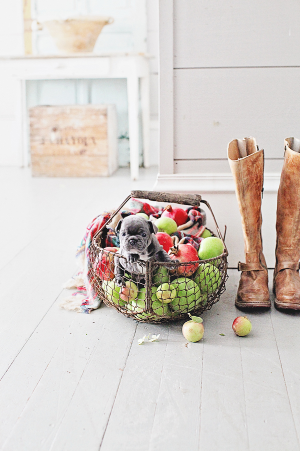 Come and visit us and check out these New and Fabulous Farmhouse Home Decor & DIYS! Tons of Fall Goodness and Farmhouse Home Decor & DIYS Fun! Enjoy!
