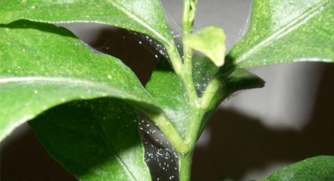 These are the Reasons Your Houseplants Are Dying. You are going to find solutions for all kinds of plant problems from root rot to fungus and many more!
