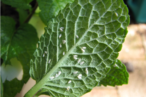 These are the Reasons Your Houseplants Are Dying. You are going to find solutions for all kinds of plant problems from root rot to fungus and many more!