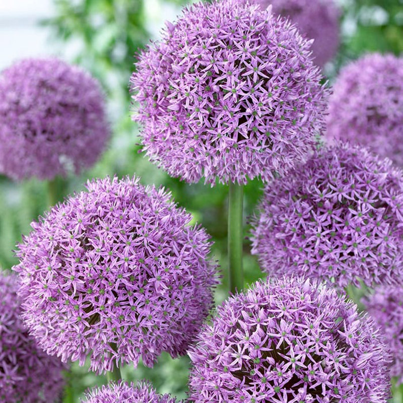 Preparing Your Garden For Fall is what it is all about today! If you are looking for that perfect Spring Garden you have to start in the Fall!