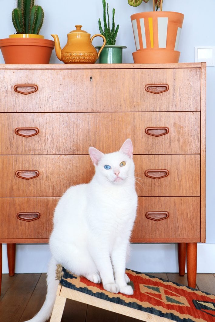 This Ultimate Collection of IKEA Hacks For Pets is going to open a world of comfort and style to your precious pets for sure!