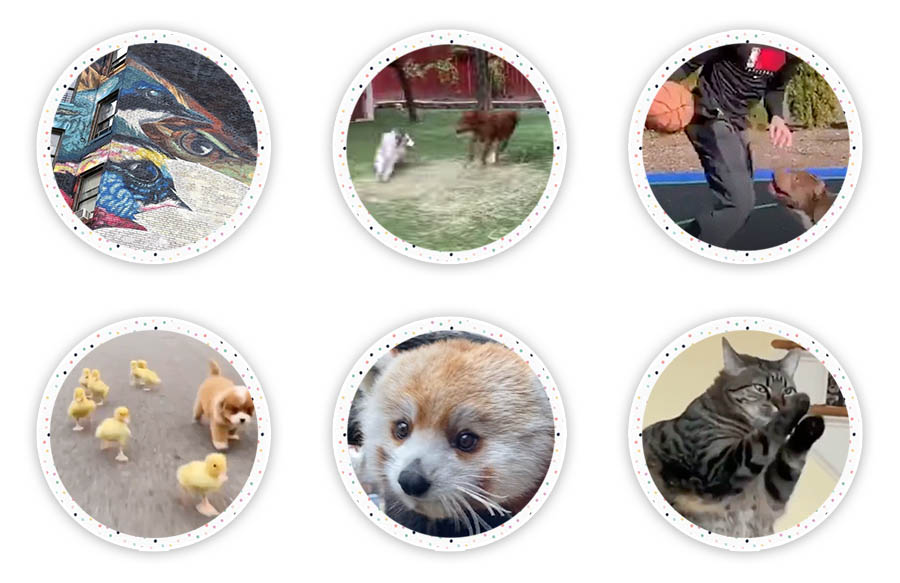 Down the Rabbit Hole Where Fun Links & Pet Rescues Meet. A great place to enjoy interesting links and also help out Pet Rescues all over the world!
