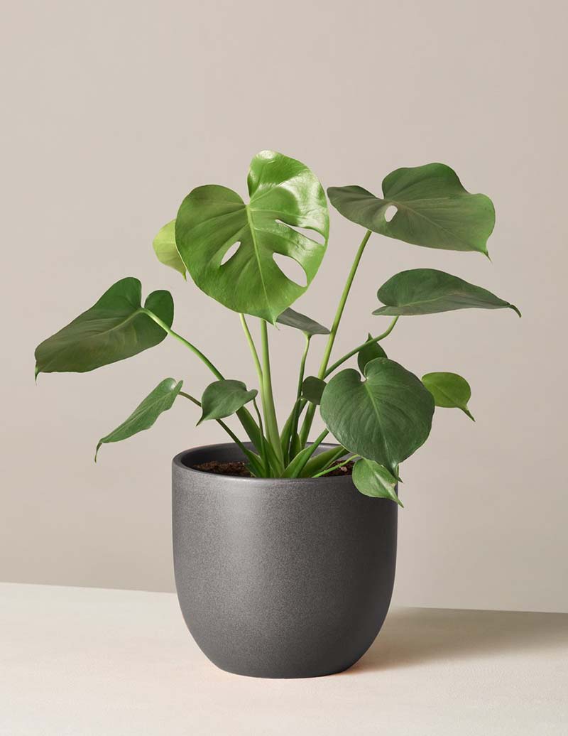 Check out these Hot and Fabulous Christmas Trends for 2021. From Nutcracker Trees to Houseplants Galore and more!