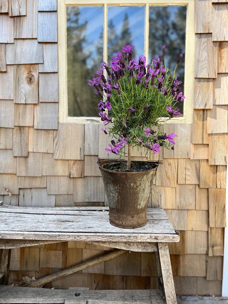 These Fabulous and Fresh Farmhouse DIYs and Ideas are just what you need for inspiration today! See what's happening in the world of Farmhouse Home Decor!