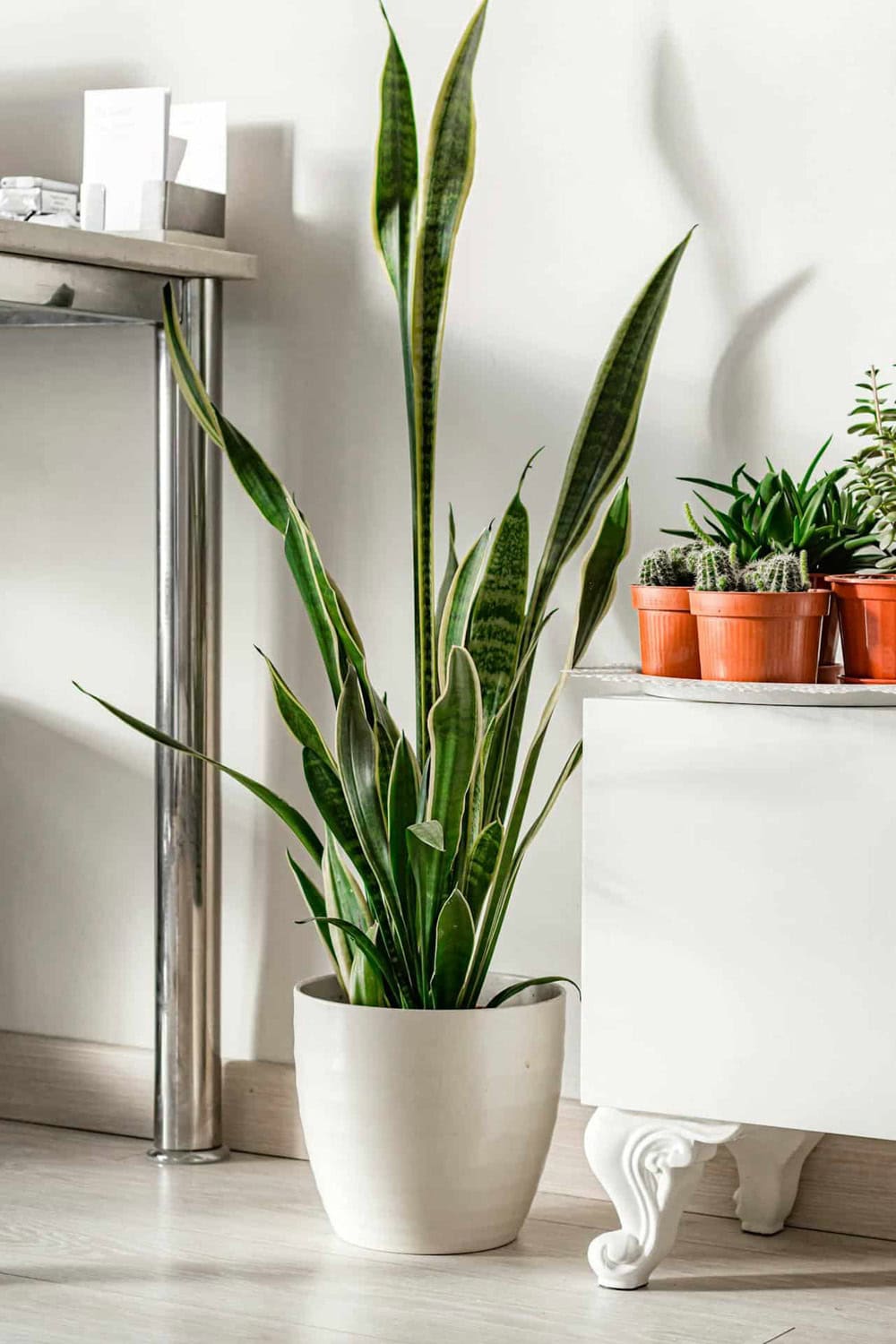 No Green Thumb, No Problem featured in A Morning Cup of Joe