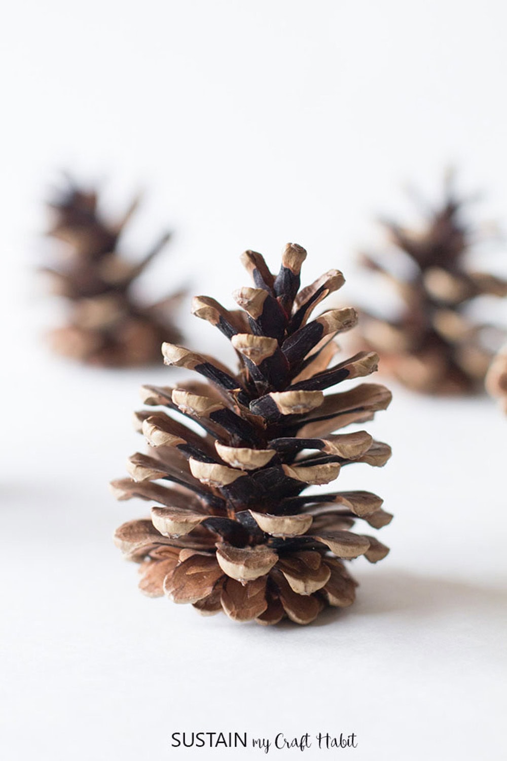 How to clean pine cones before using them in fall and holiday crafts