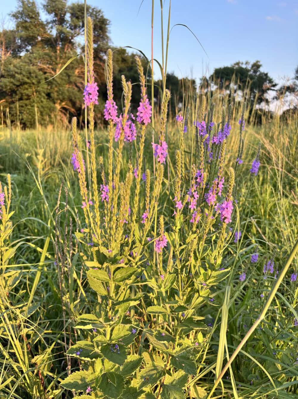 A Visit To Plum Creek featured in A Morning Cup of Joe