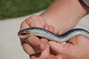 Sea Lamprey Human Bite Trendy Lamprey Bite Human Luxury Real Sea