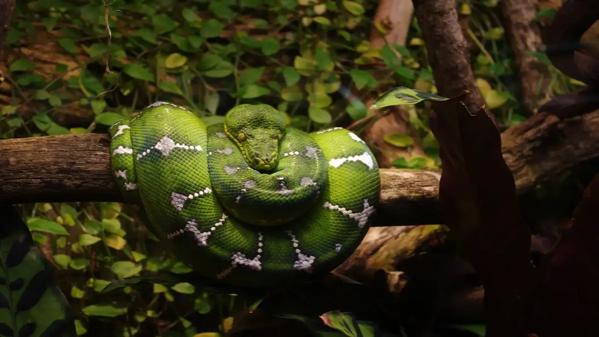10 Reptiles You Can Only Find in the Amazon Rainforest! The CountDown List