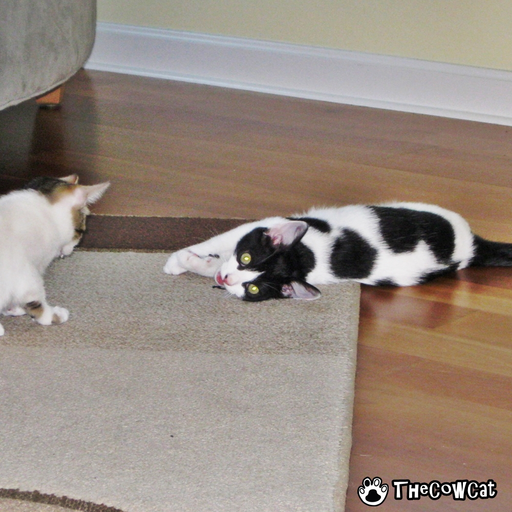 The Cow Cat Biography All about the cow cat achievements