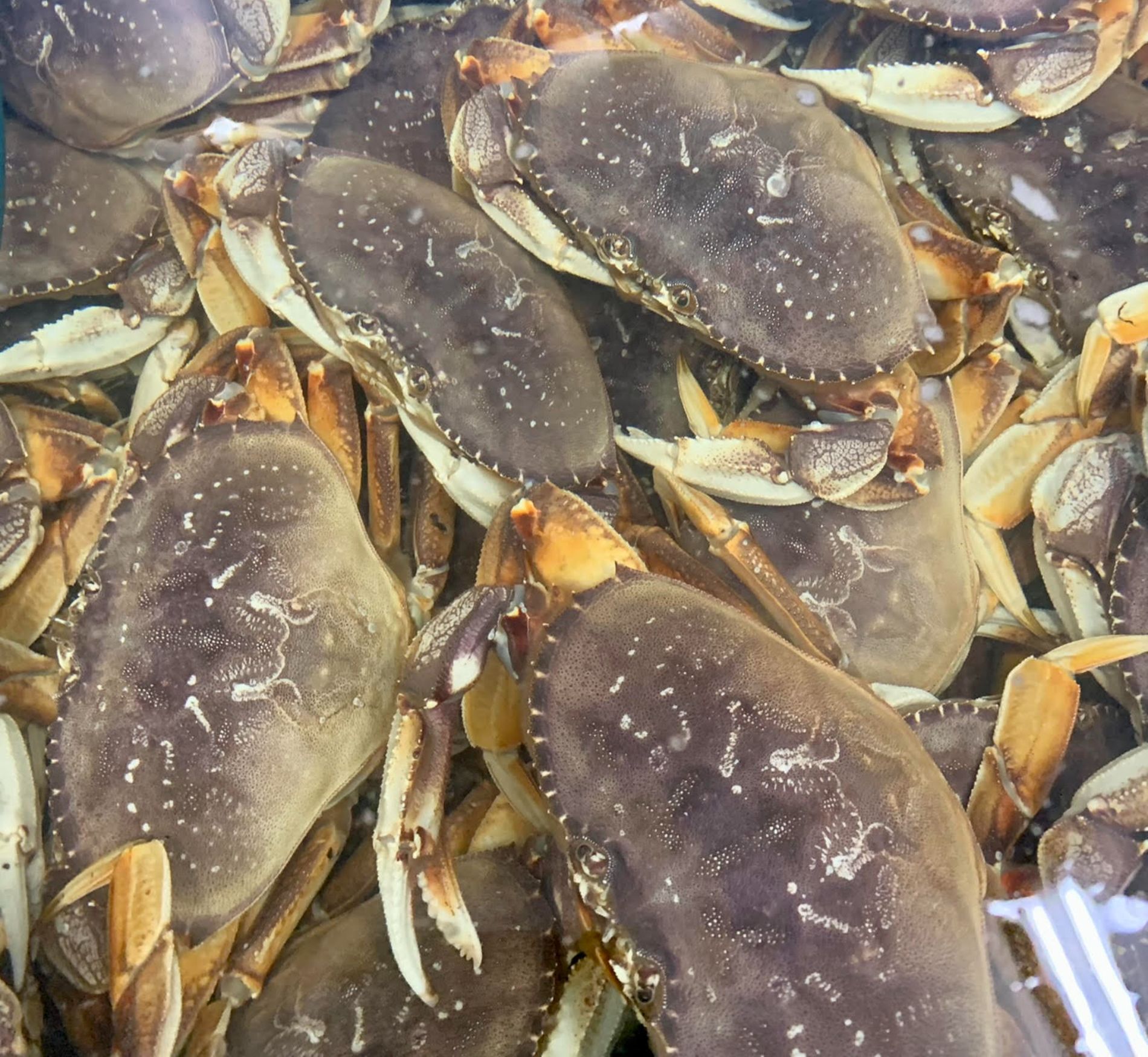 Olympia Seafood Co. at Craft District Tumwater, WA