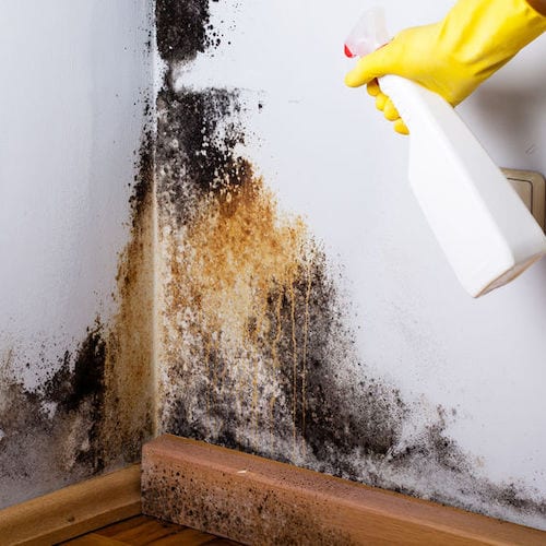 How To Get Rid of Mold and Mildew The Craftsman Blog