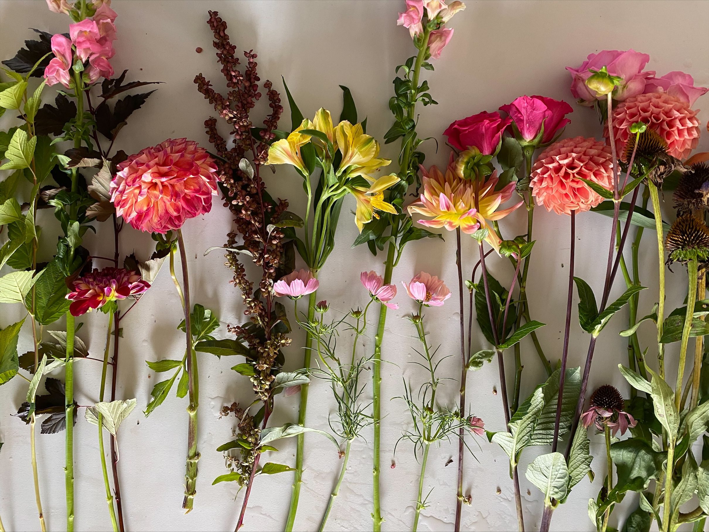 Grow Your Own Cut Flowers The Crafty Gardeners