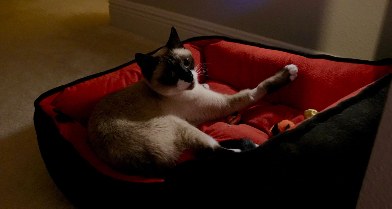 Are Night Lights for Cats Necessary? The Crazy Cat Lady Tips