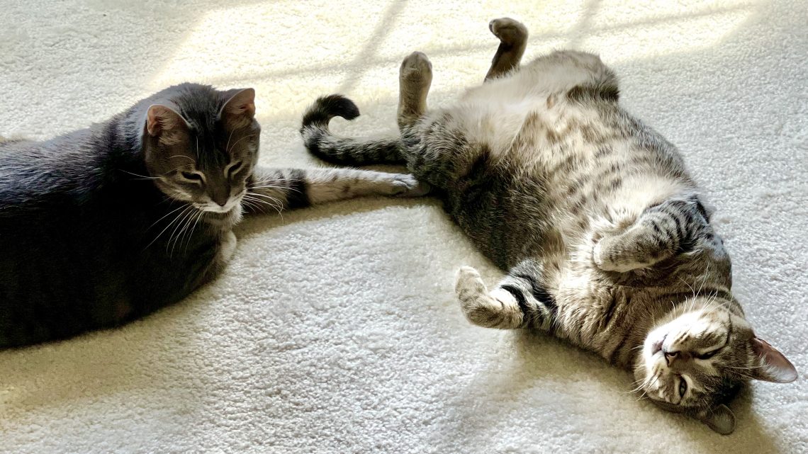 10 Things You Do That Your Cat Hates The Crazy Cat Lady Tips