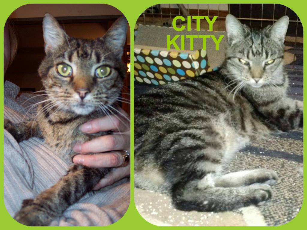 city kitty