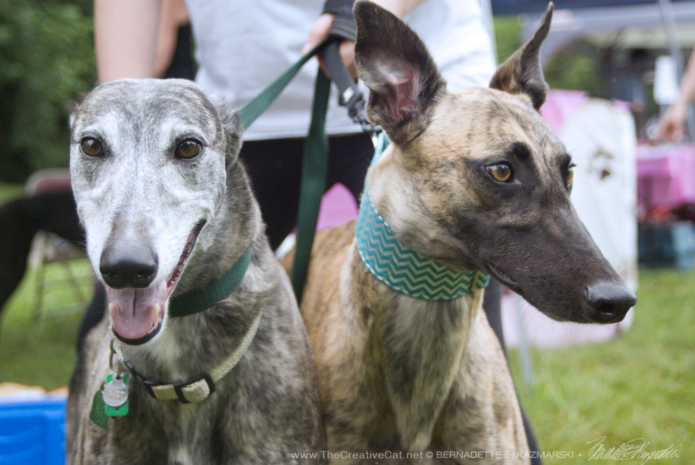 Pittsburgh Spay And Neuter Program generationmaster