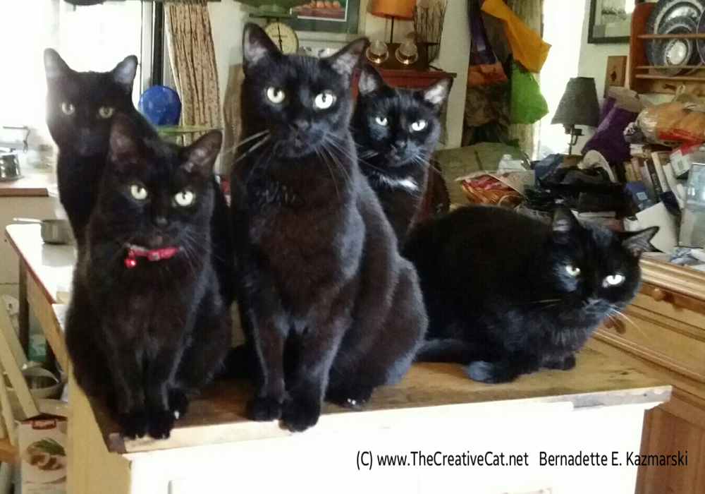 Daily Photos Lots of Black Cats The Creative Cat