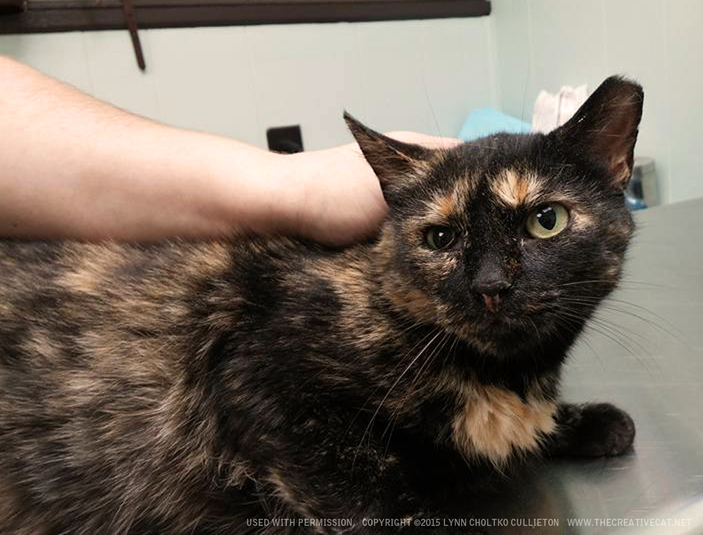 adopting an ear tipped cat