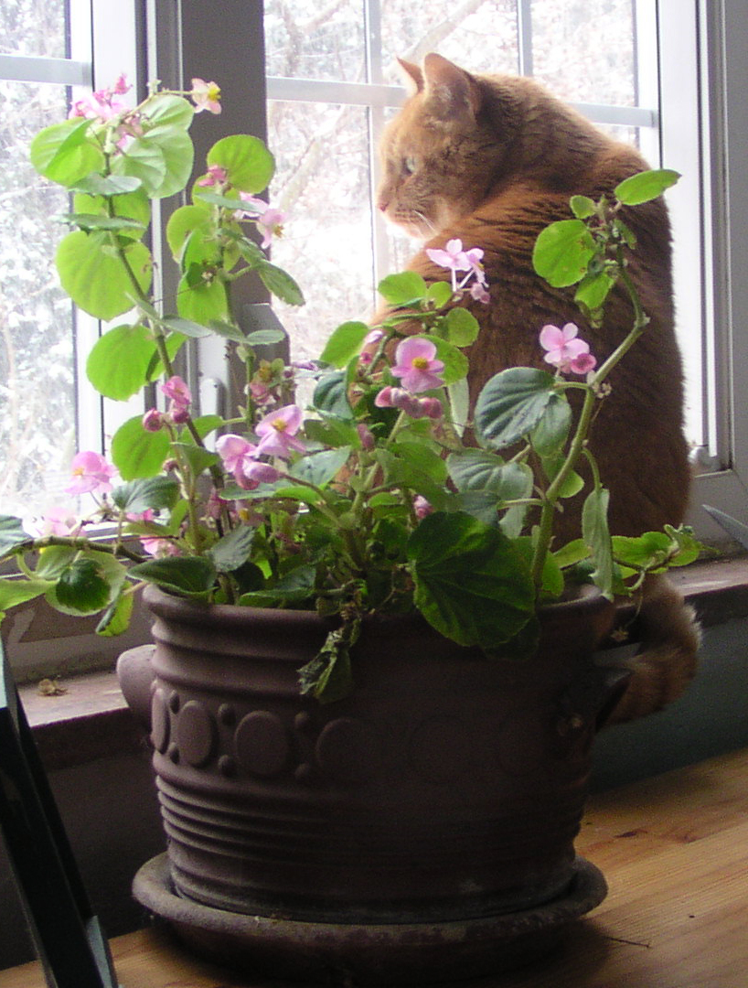 Living Green With Pets Bringing Plants Indoors The Creative Cat
