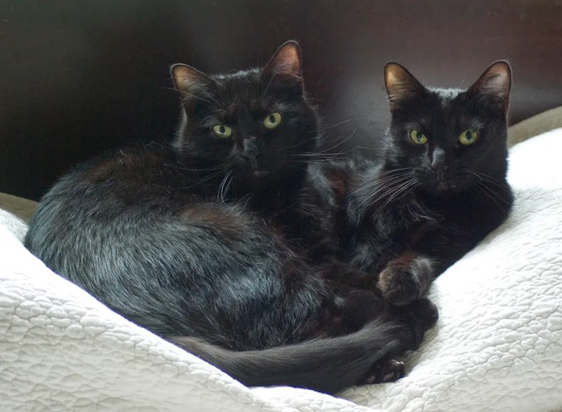 Daily Photo Reprise Black Cats Are Beautiful, 2013 The Creative Cat