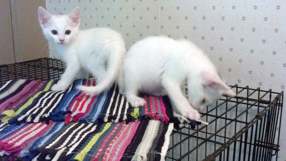 Cats for Adoption Rescued Kittens, Kittens, Kittens! The Creative Cat