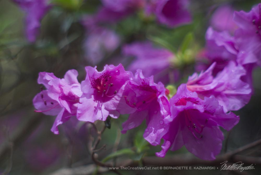 Leave the Lilies Outside Toxic Plants and Cut Flowers The Creative Cat