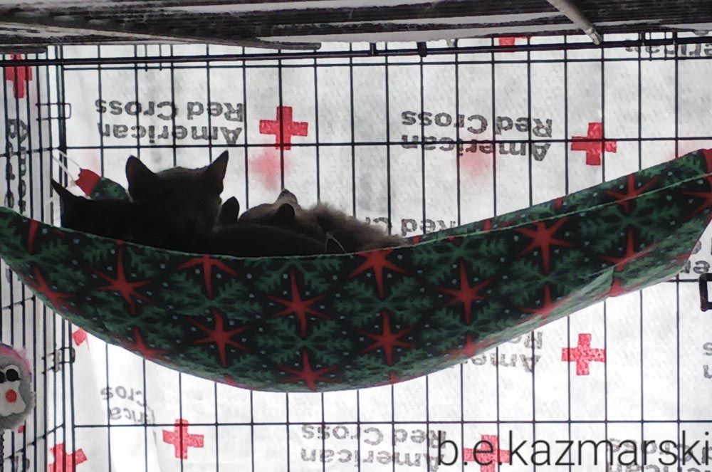 Greentreekittenscrateall The Creative Cat