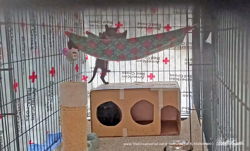 Greentreekittenscratesecond The Creative Cat