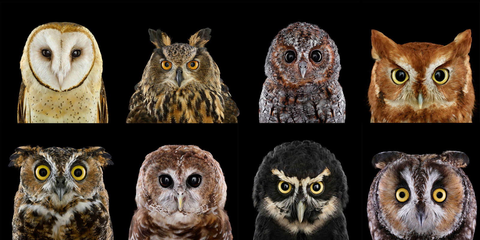 What Colors are Owls? The Creative Post