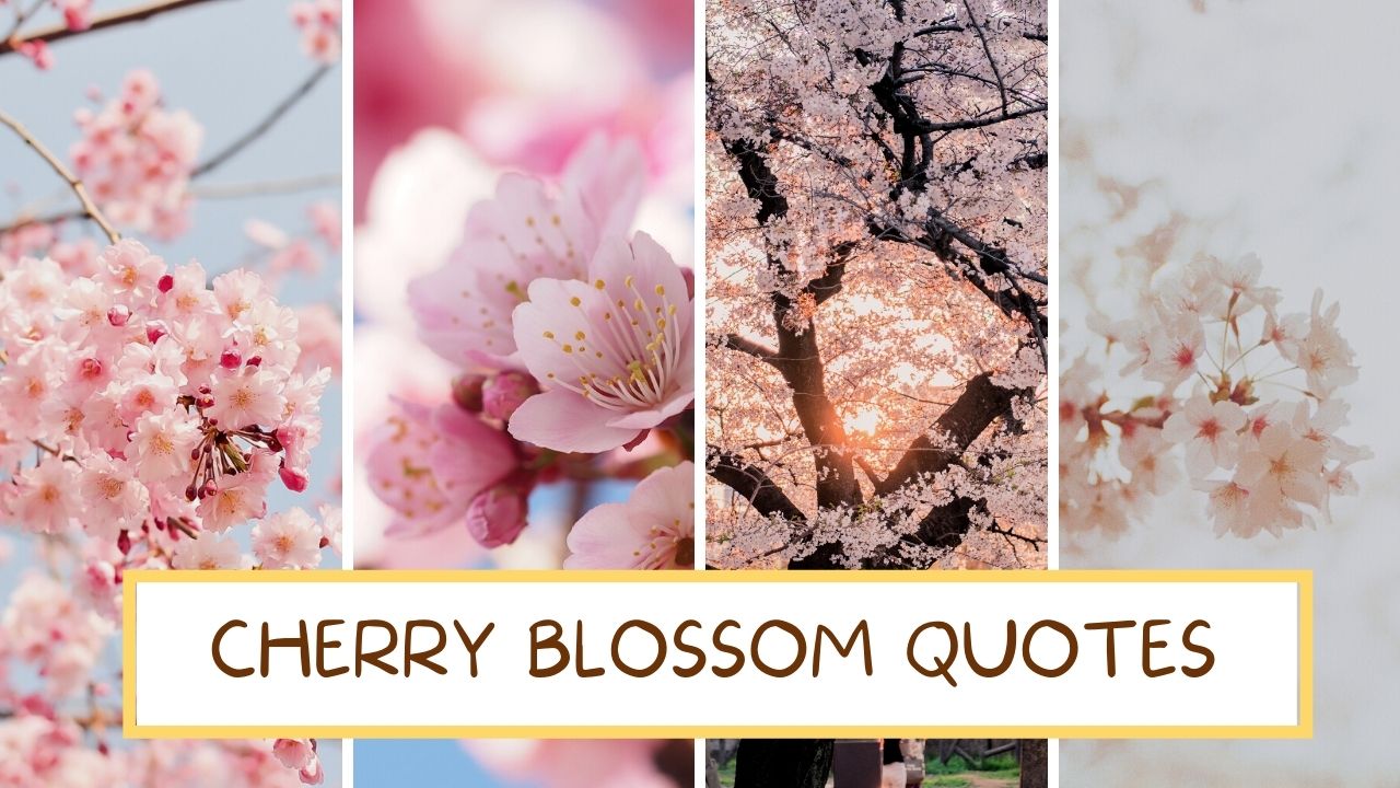 150+ Cherry Blossom Quotes For Spring 2024