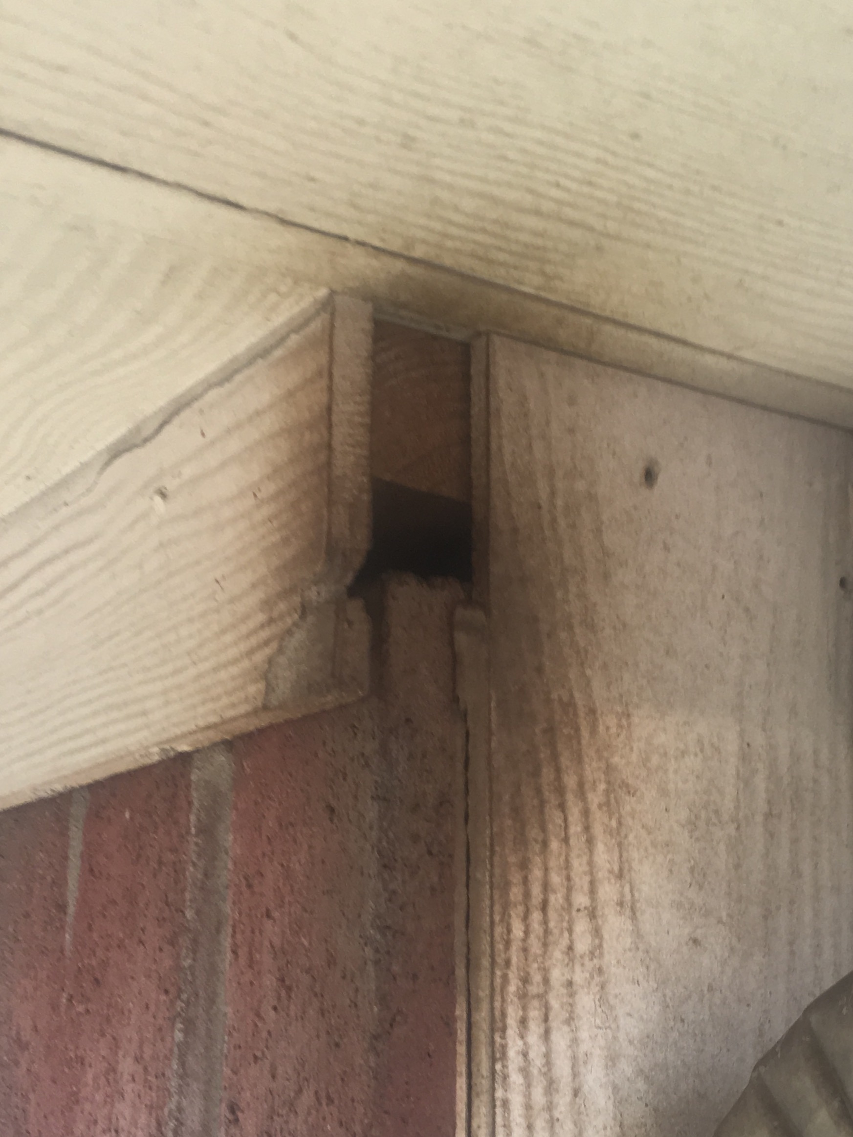 Houston Bat Removal Services The Critter Team (281) 6670171
