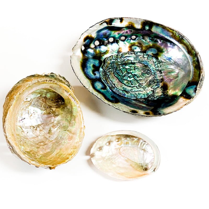 Abalone Shell for burning sage and herbs or can be used decoratively.