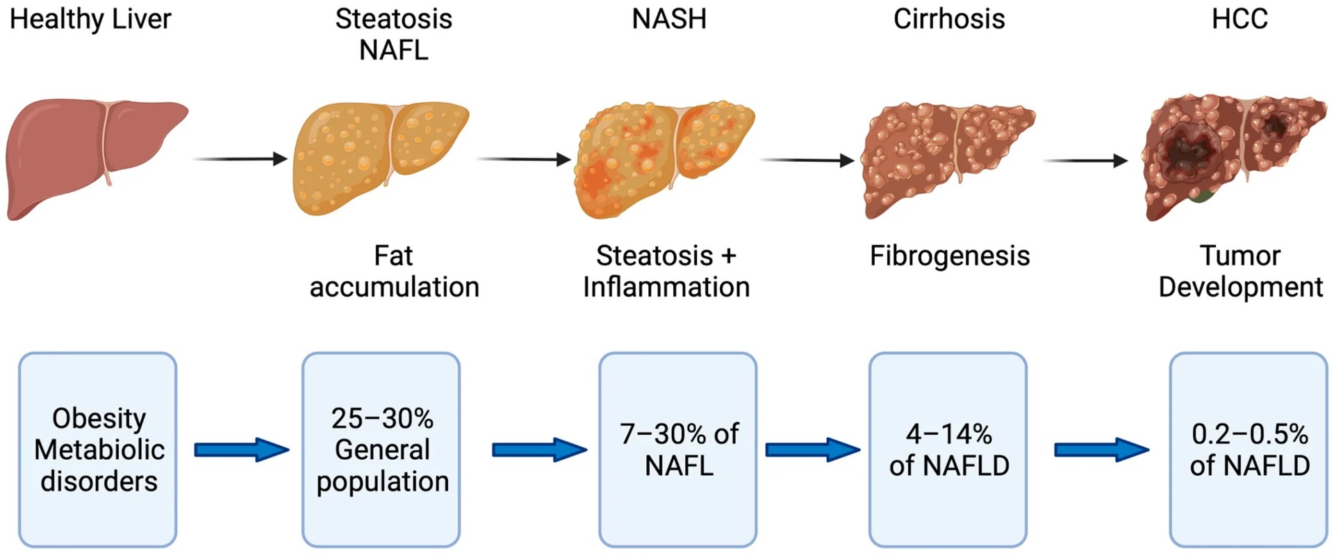 73 Fatty Liver Disease with Dr. Rohit Kohli The Curbsiders