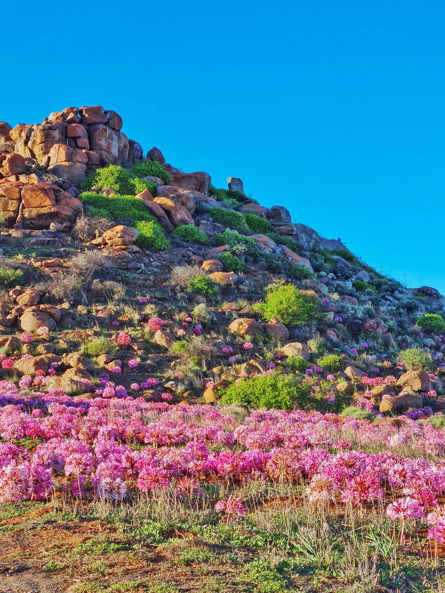 Flower Season South Africa Best Flower Site