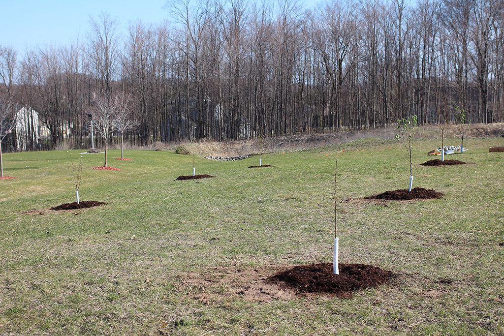 Planting Fruit Trees The Curious Road